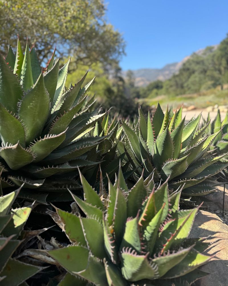 Plant More Deer-Resistant Species