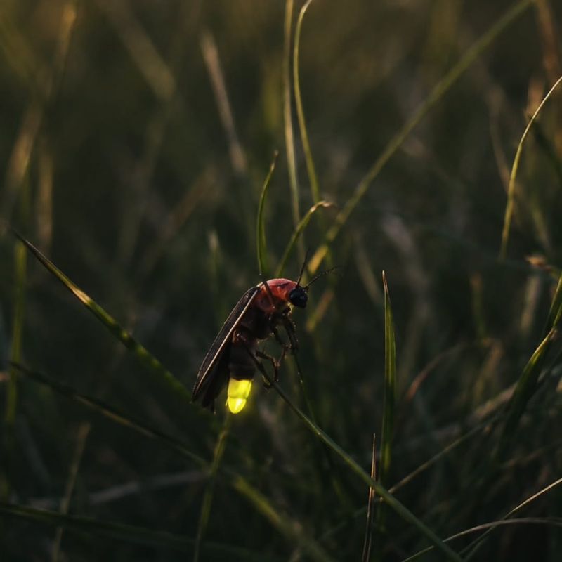 Plant More Native Grasses And Wildflowers