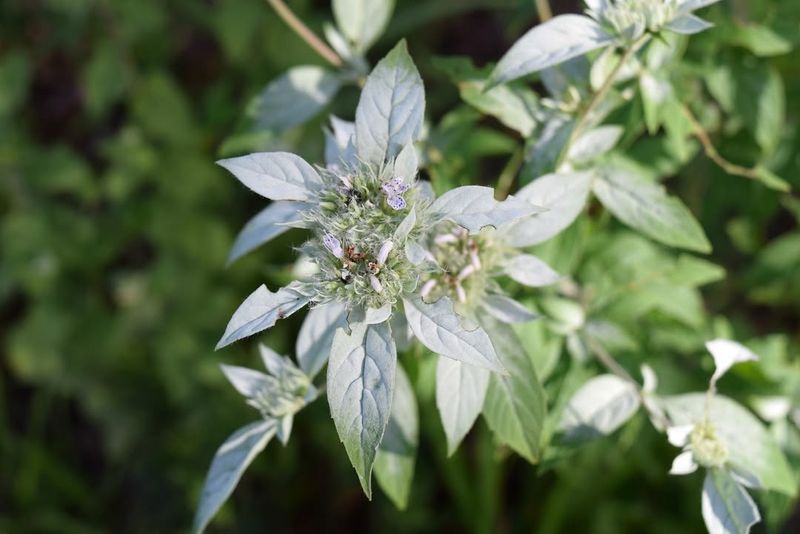 Plant Mountain Mint Near Your Patio