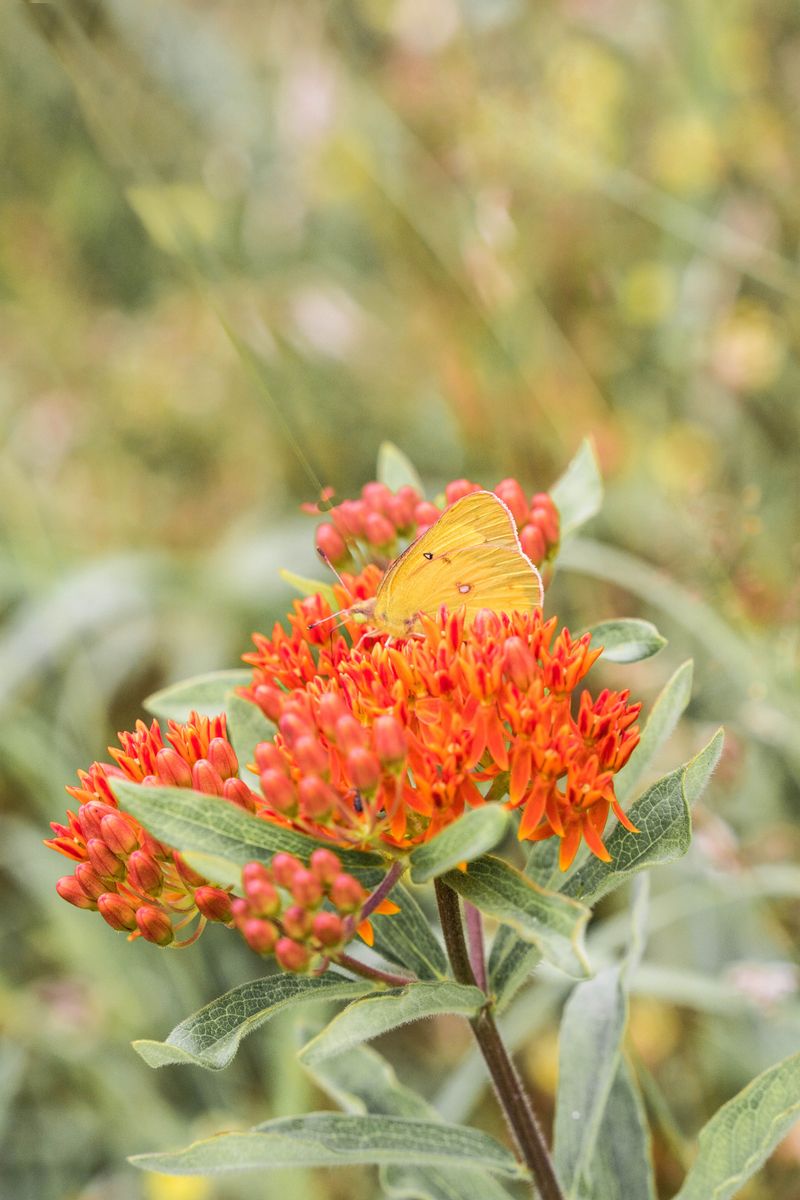 Plant Multiple Species For Season-Long Bloom Plant Multiple Species For Season-Long Bloom