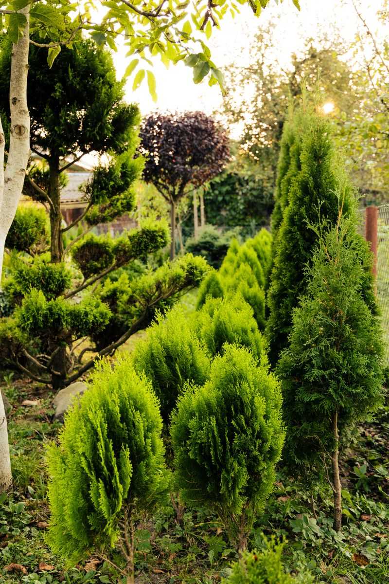 Plant Native Trees And Shrubs For Shelter Plant Native Trees And Shrubs For Shelter
