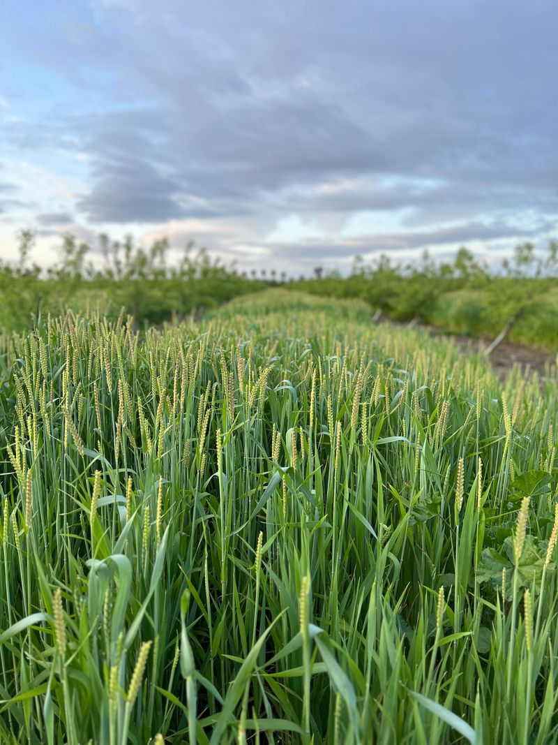 Plant Oats As The Cover Crop Plant Oats As The Cover Crop