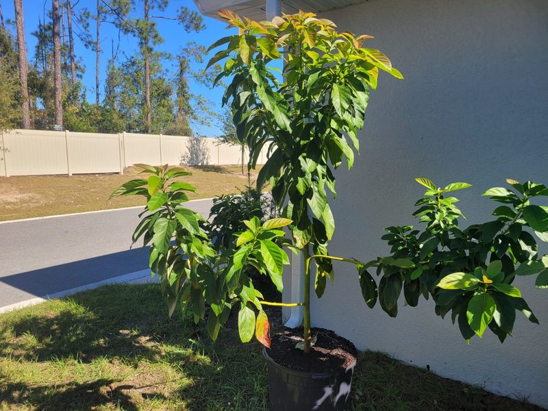 Plant On Slight Mounds