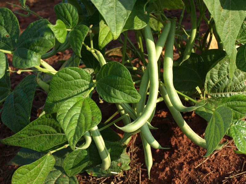 Plant One Last Fast Round Only Where Frost Allows Plant One Last Fast Round Only Where Frost Allows