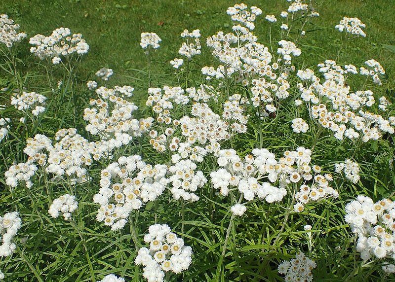 Plant Pearly Everlasting For Silver Leaves And White Blooms