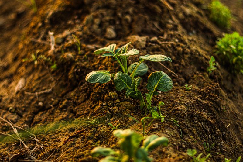 Plant Pieces Two To Three Weeks Before Last Frost