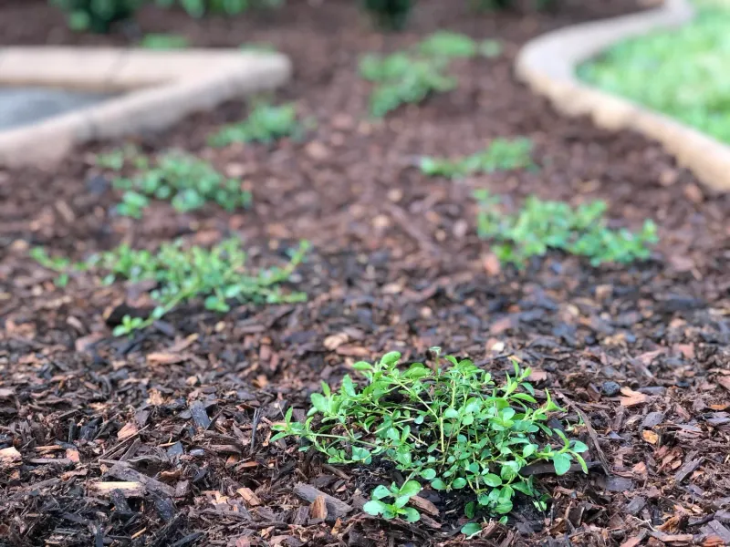 Plant Plugs Close Enough To Fill In