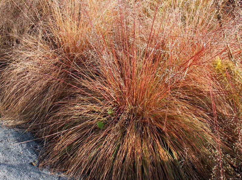 Plant Prairie Dropseed For Orange Autumn Texture Plant Prairie Dropseed For Orange Autumn Texture