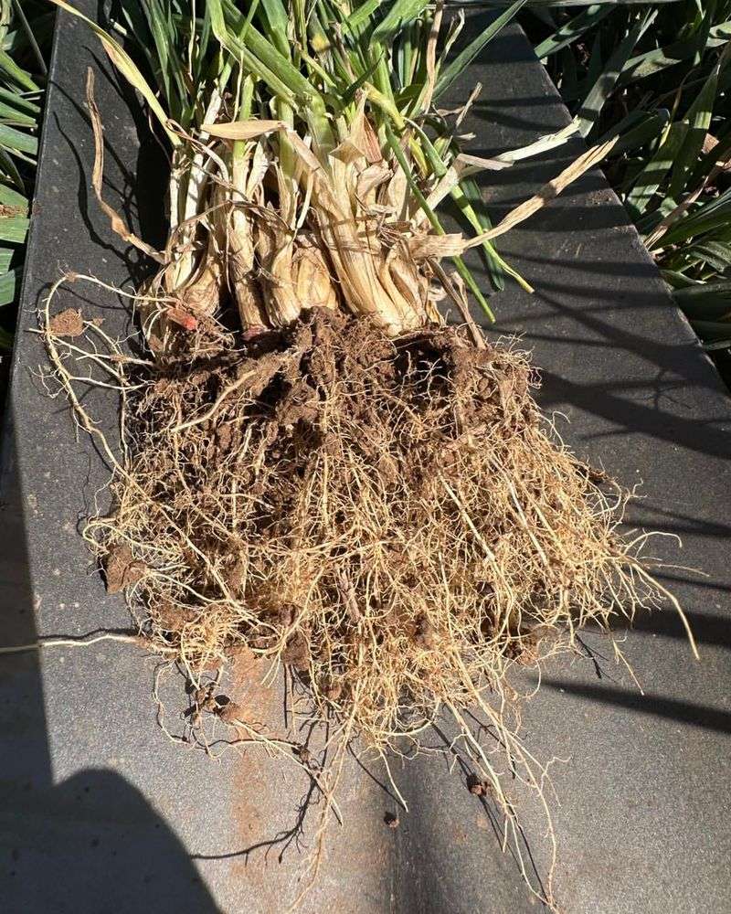 Plant Roots Are Shallow, Bent, Or Growing Sideways