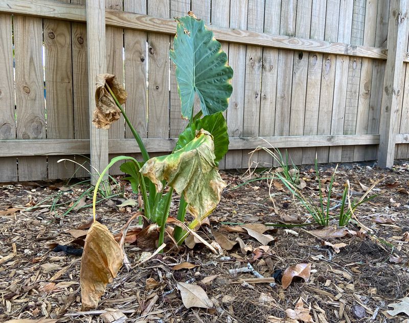 Plant Roots May Struggle To Take Up Moisture Plant Roots May Struggle To Take Up Moisture