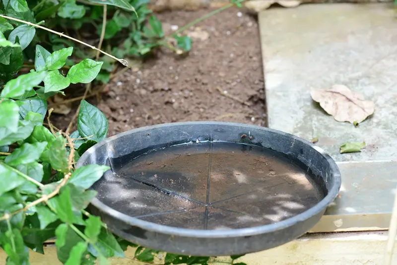 Plant Saucers Hold Hidden Standing Water Plant Saucers Hold Hidden Standing Water