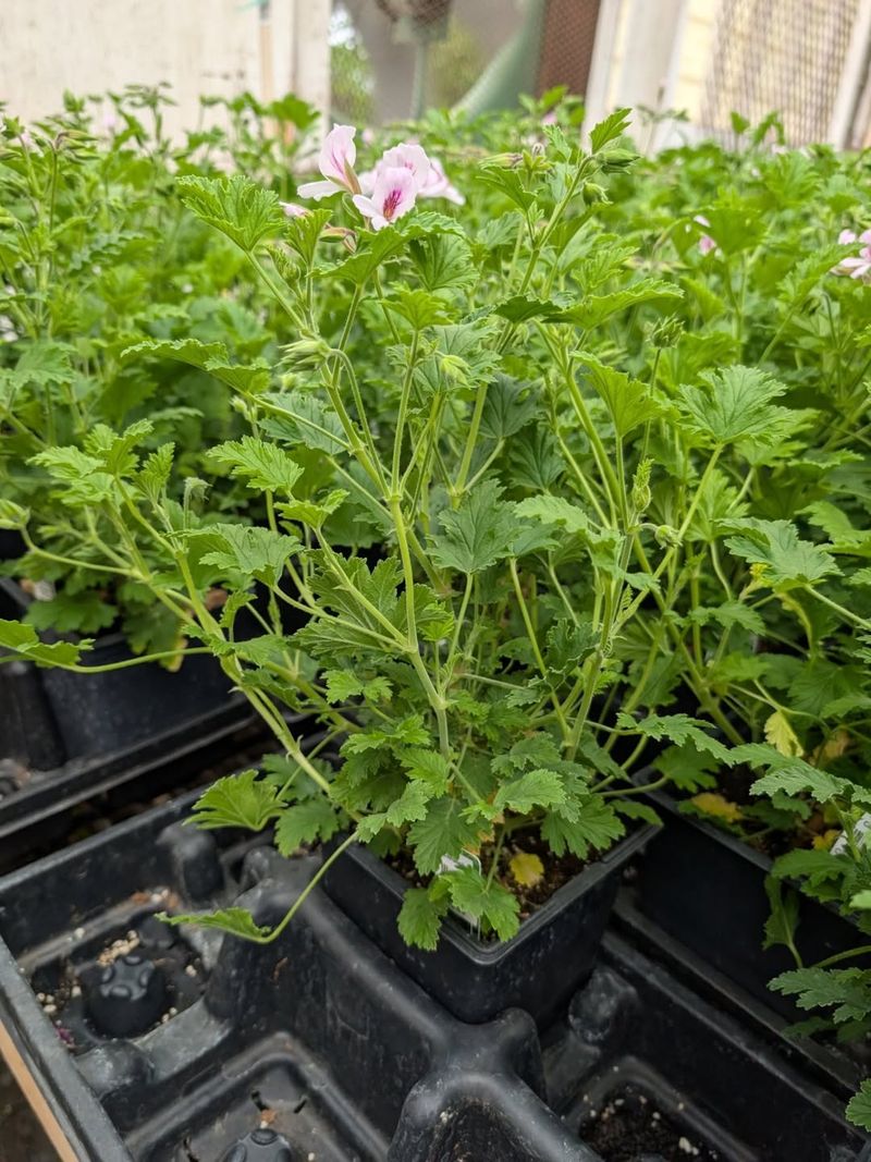 Plant Scent Helps But Moisture Control Wins