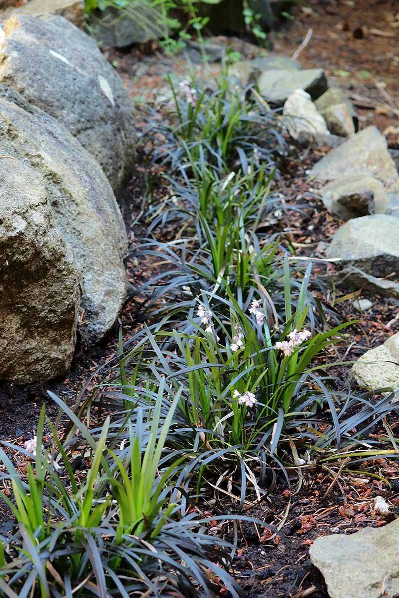 Plant Shade Tolerant Ground Covers Instead Plant Shade Tolerant Ground Covers Instead