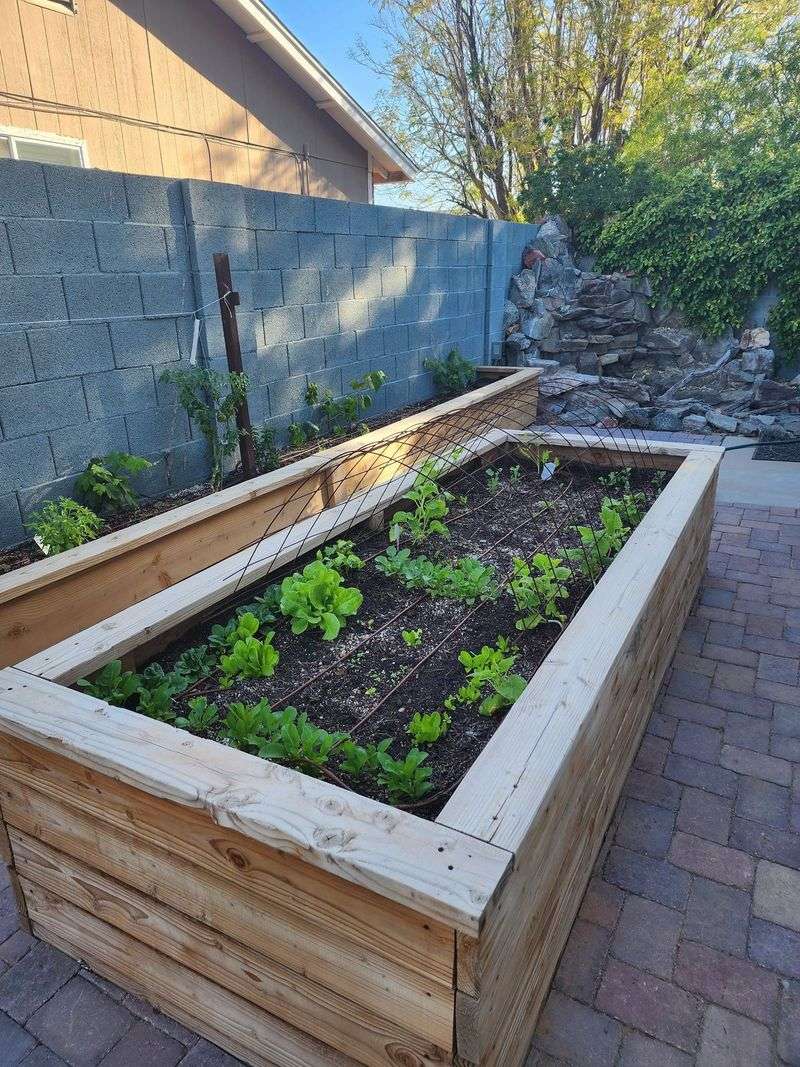 Plant Spacing Creates More Shade For The Soil Plant Spacing Creates More Shade For The Soil