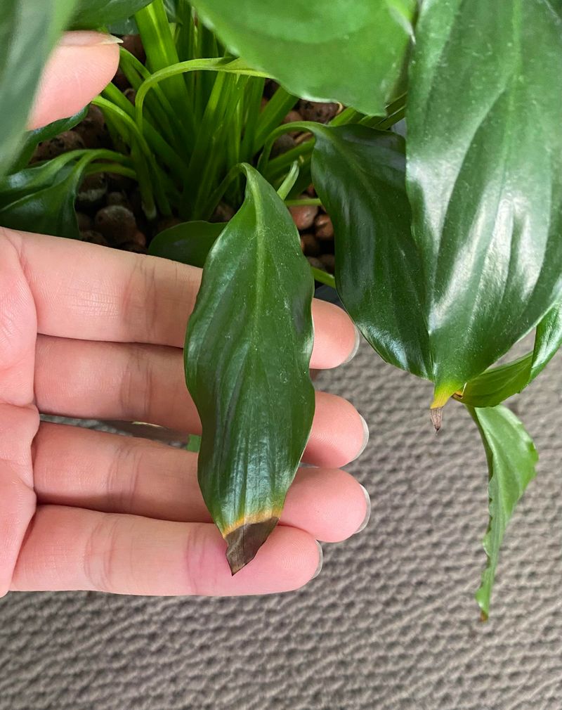 Plant Stress Can Follow Later Plant Stress Can Follow Later