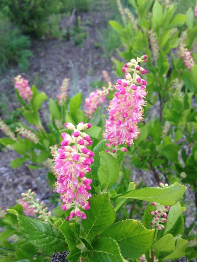 Plant Summersweet For Fragrance And Shade