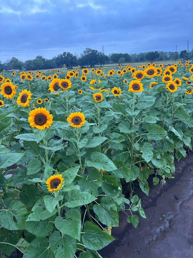 Plant Sunflowers In Waves For Constant Color