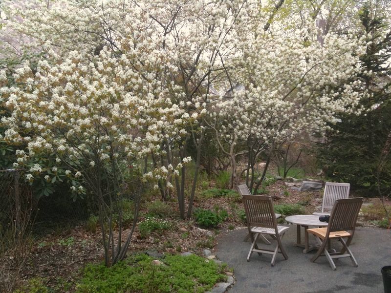 Plant The Serviceberry, Not The Promise Plant The Serviceberry, Not The Promise