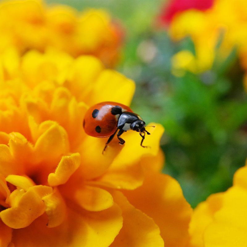 Plant The Shallow Flowers Adult Ladybugs Prefer Plant The Shallow Flowers Adult Ladybugs Prefer