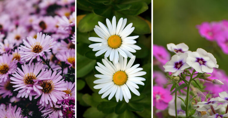 Plant These 12 Perennials In July For Weeks Of Color Through New York Fall
