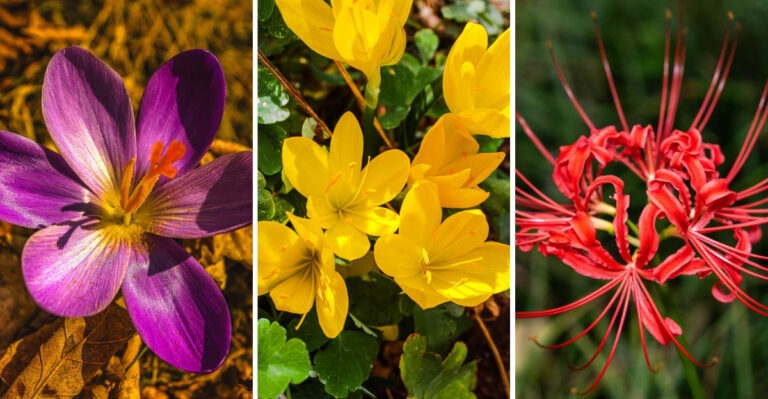 Plant These 7 Autumn Bulbs Now To Keep Your Virginia Garden Colorful After Summer