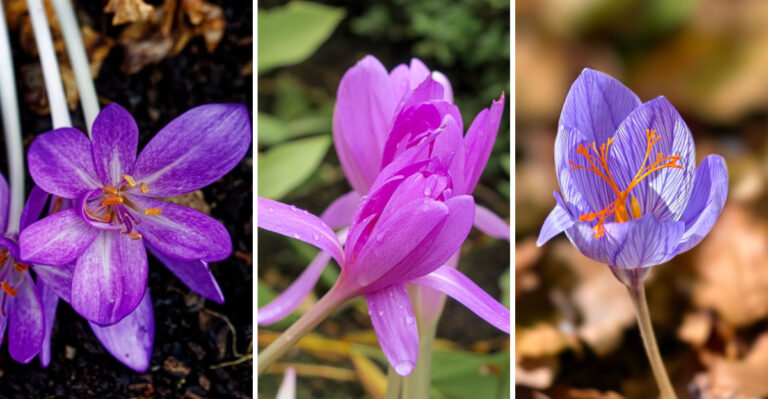 Plant These 7 Bulbs In July For A Stunning Minnesota Fall Garden