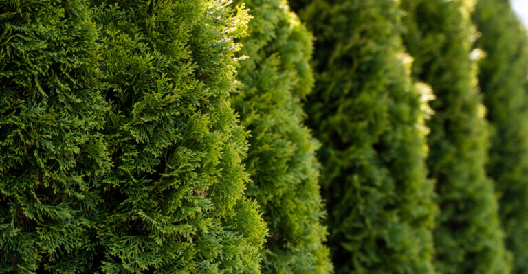 Plant These 7 Fast-Growing Trees To Turn Your Connecticut Yard Into A Private Oasis