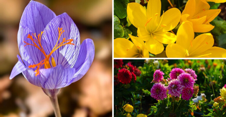 Plant These 8 Fall-Blooming Bulbs Now For Color In Illinois