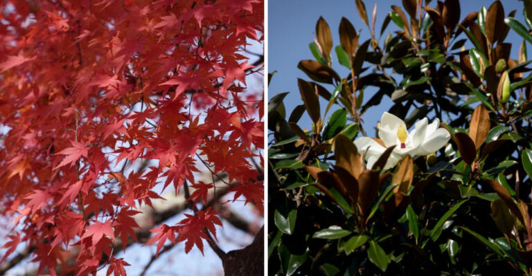 Plant These 8 Shade Trees And Watch Your Virginia Yard Cool Down