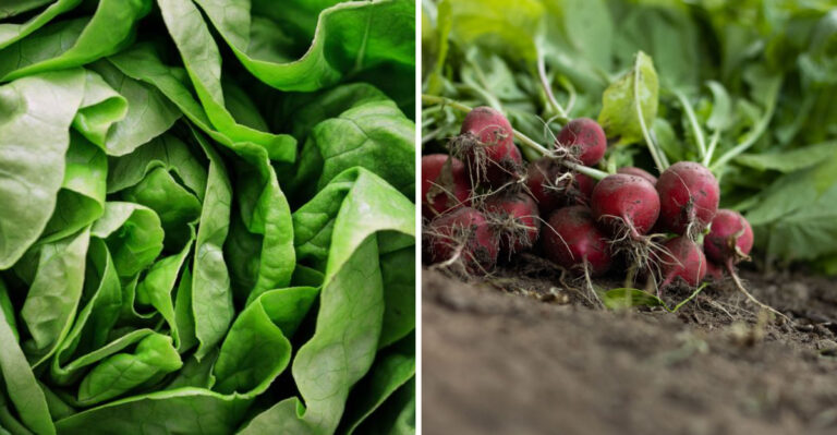 Plant These 8 Vegetables This Month For Fresh Fall Produce In Wisconsin