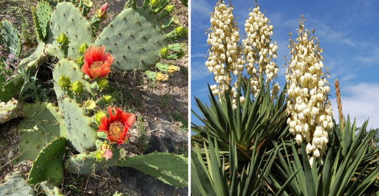 texas prickly pear and soft leaf yucca