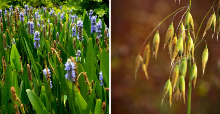 Plant These Maryland Natives To Help Protect The Chesapeake Bay
