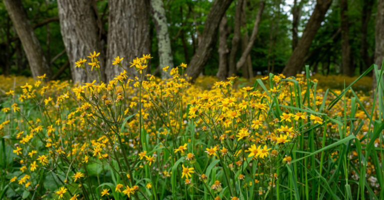 Plant These Pennsylvania Native Ground Covers In July To Help Reduce Weeds In Bare Spots
