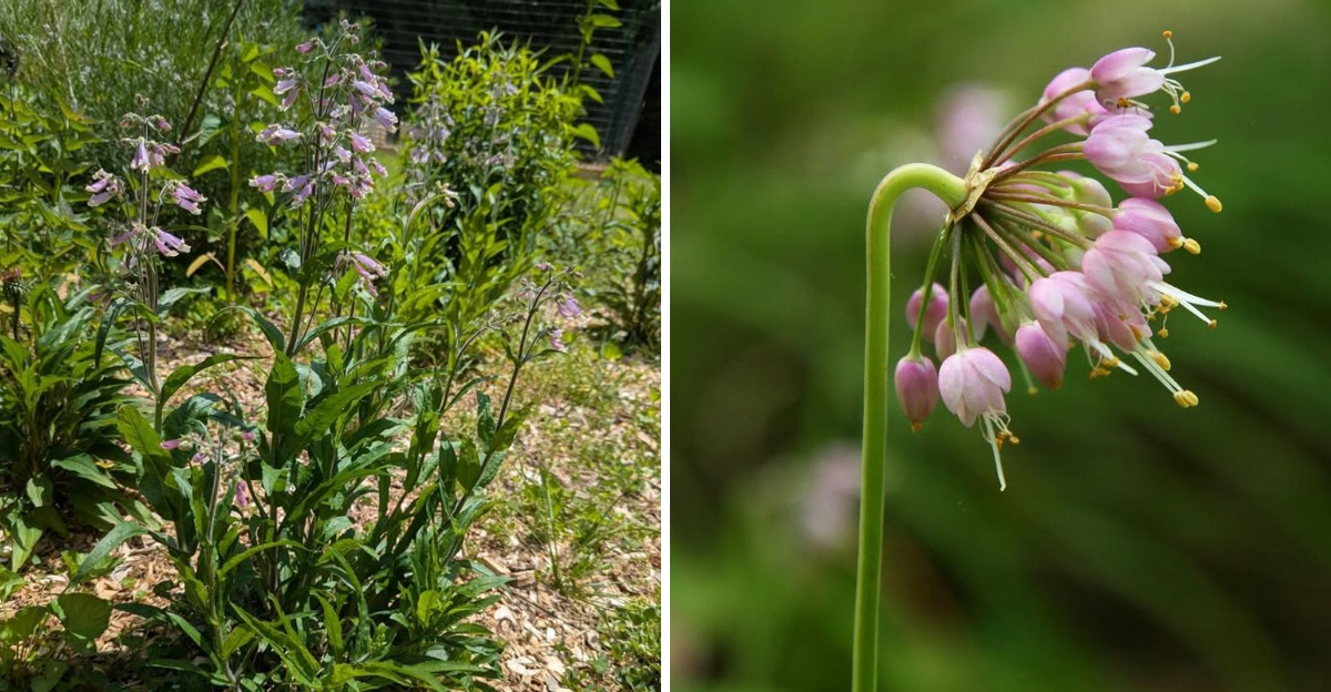 hairy beardtoungue and nodding onion