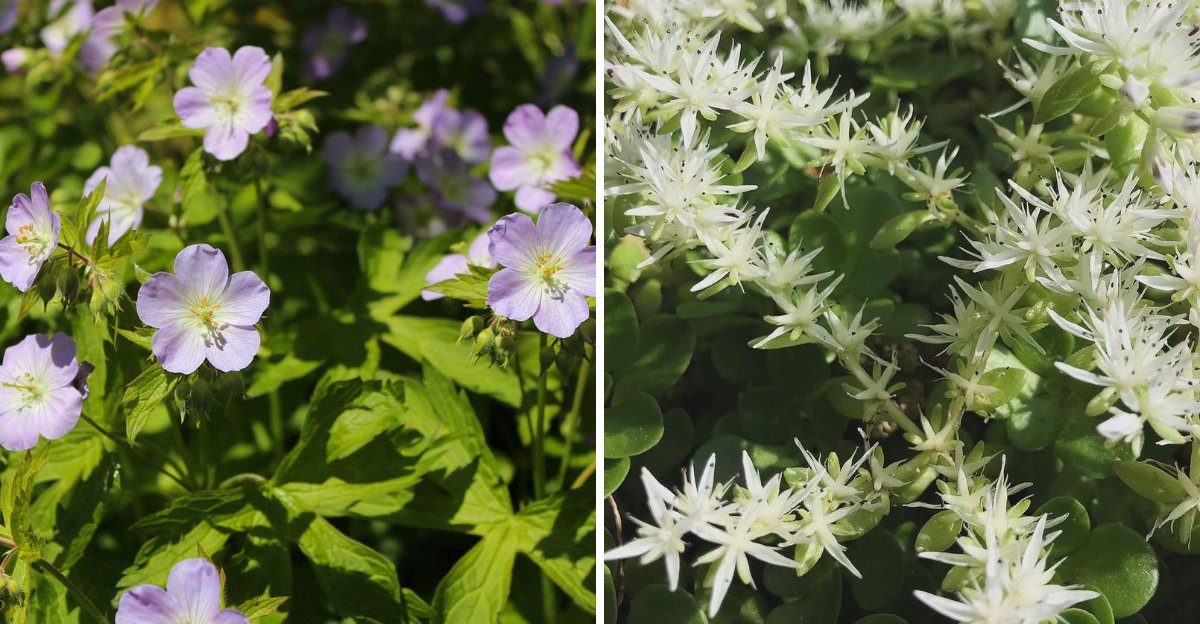 wild geranium and woodland stonecrop