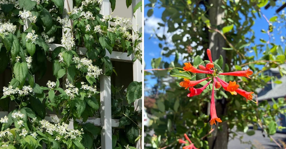 virginia bower and coral honeysuckle