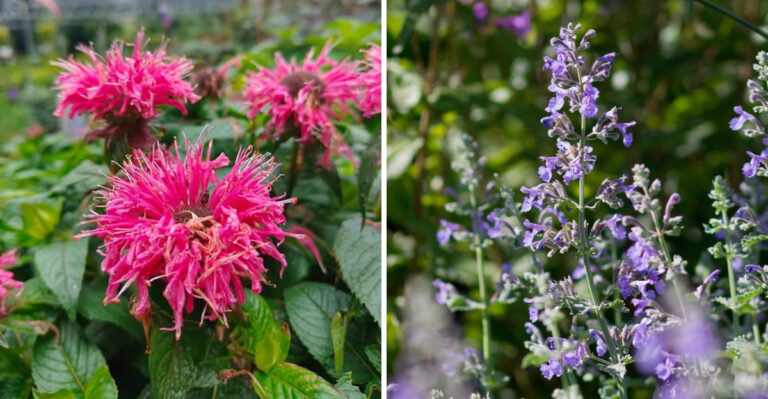 bee balm and catmint