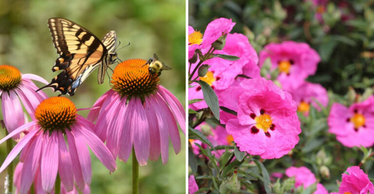 purple coneflower and rockrose