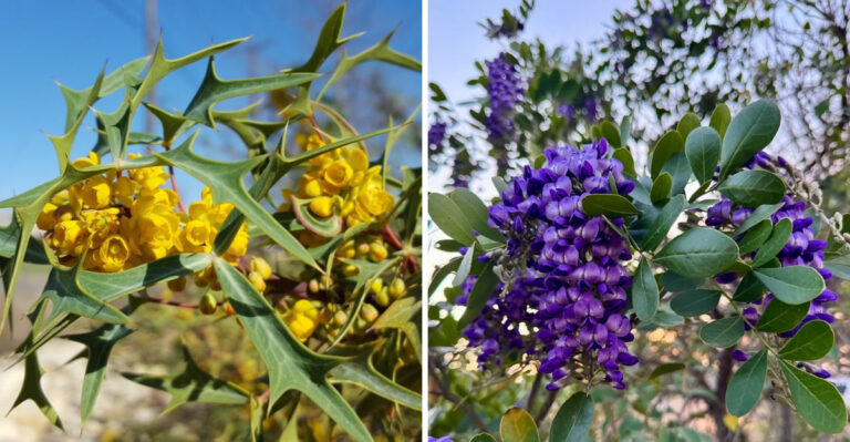 agarita and texas mountain laurel