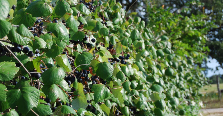 Plant These Texas Native Vines In July And They’ll Cover Your Fence Permanently By Next Summer