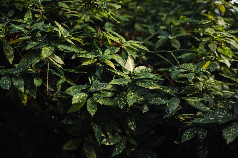 Plant Thick Native Shrubs For Cover Plant Thick Native Shrubs For Cover