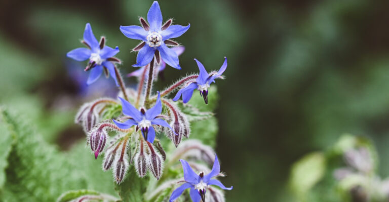 Plant This Flower Next To Your Wisconsin Strawberries For Better Pollination