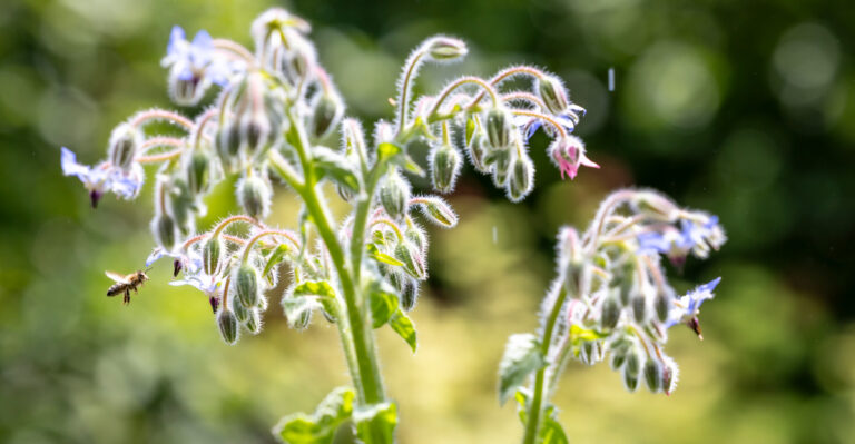 Plant This Herb And Watch Oregon Bees Ignore Everything Else In Your Garden