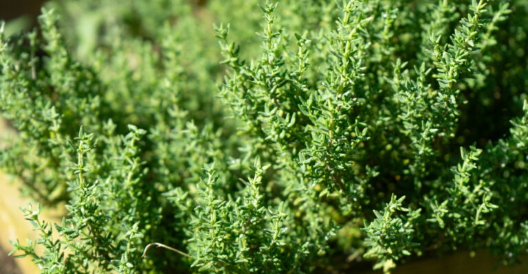 Plant This Herb Next To Rosemary And Fill Your Virginia Garden With Flavor By Fall