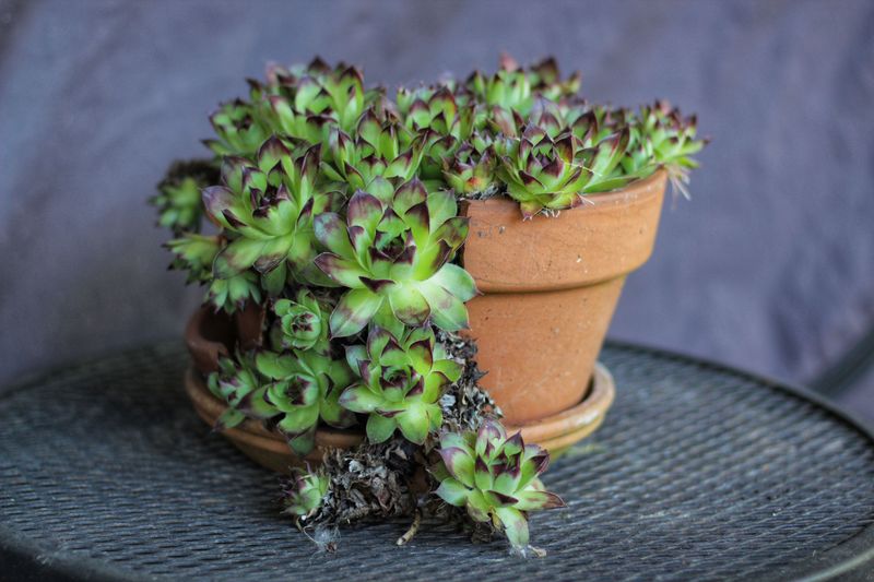 Plant Tipping Over Shows It Has Outgrown Its Base Plant Tipping Over Shows It Has Outgrown Its Base
