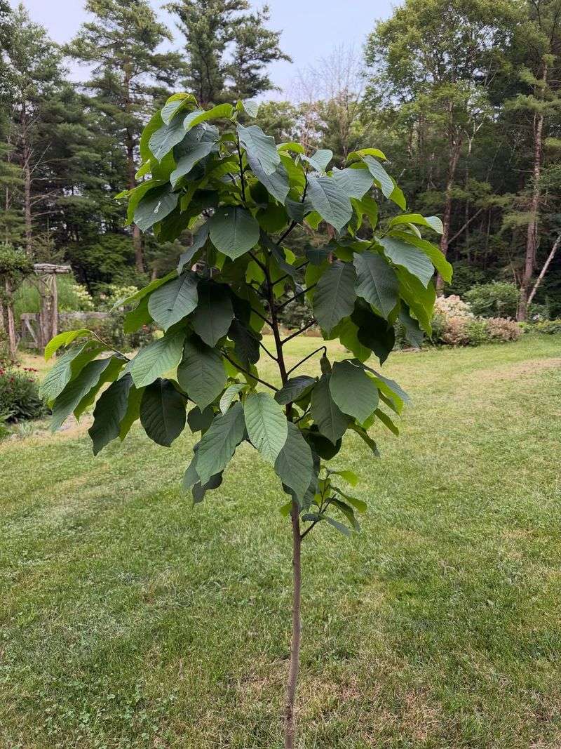 Plant Two Trees for Reliable Fruit