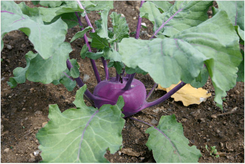 Plant Vegetables By Region