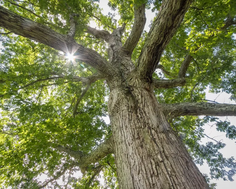 Plant White Oak For A Living Bird Buffet Plant White Oak For A Living Bird Buffet