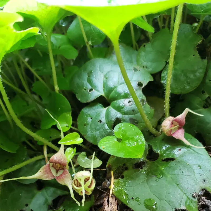 Plant Wild Ginger Under Trees