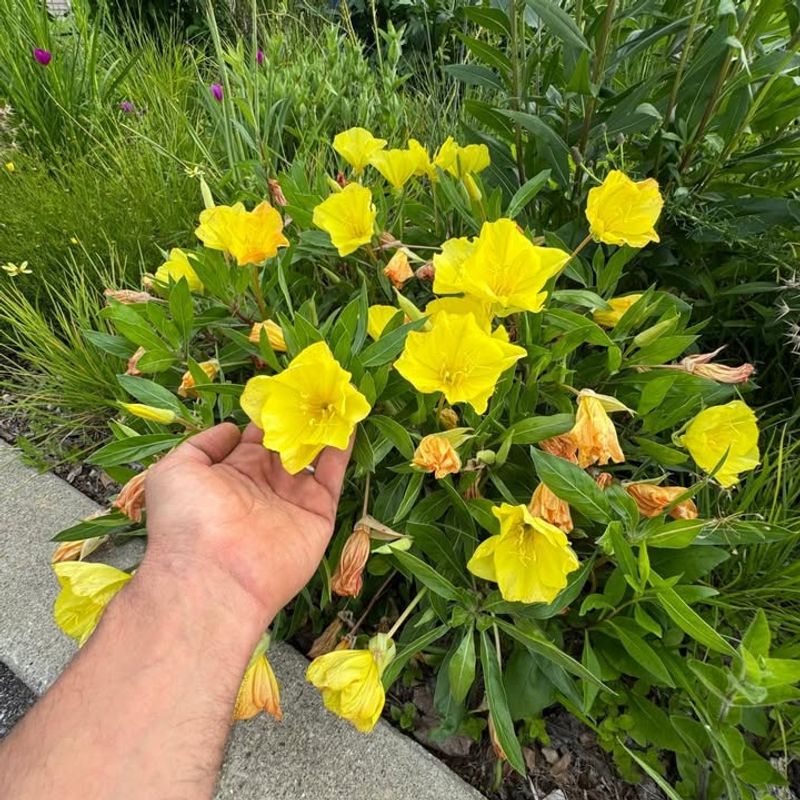 Plant for Moths and Other Night Insects